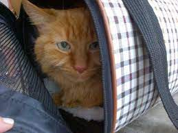 Nelson and i talked about the best route of. Gentle Care Animal Hospital 20 Photos 71 Reviews Veterinarians 1020 E Broward Blvd Fort Lauderdale Fl United States Phone Number Yelp