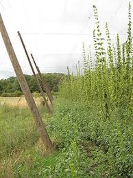 This perennial plant belongs to the plant family cannabidaceae. Hops Wikipedia