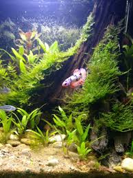 There are so many colourings for betta that you could chose one that would give a good contrast to it and would pop out. I Ve Had Two Sparkling Gourami In This 12 Cube For Months But The Contast And Scale Of The New Betta Really Make This Little World Come Alive Dirted Tank Low Tech Easy