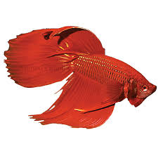 Betta splendens (commonly known as the siamese fighting fish or betta) is a freshwater fish that can be found in cambodia, laos, malaysia, indonesia, thailand, and vietnam. Male Betta Fish For Sale Live Pet Fish Petsmart