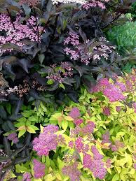 Ninebarks do well in full sun or partial shade. Diablo Ninebark And Golden Spirea Color Combination Could Work W Black Elderberry Too Plants Spirea Garden Shrubs