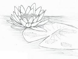 Lily Pad Lilies Drawing Flower Drawing Flower Line Drawings
