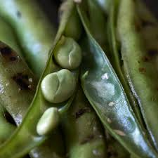 Image result for fava