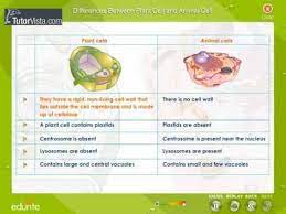 Aug 11, 2021 · another structural difference between in plant cells is the presence of a rigid cell wall surrounding the cell membrane. Different Between Plant Cell And Animal Cell This Website You Can Compare Any 2 Things Juegos De Ciencia Biologia Ciencia