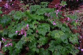 Image result for Pelargonium