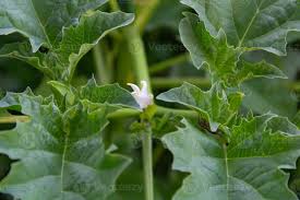 Image result for Datura ferox