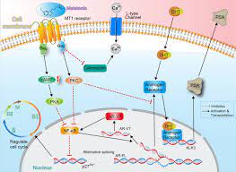 Read about the most recent research being done with melatonin therapy and breast cancer, immune deficiency, insomnia, and much more. The Inhibitory Effect Of Melatonin On Human Prostate Cancer Cell Communication And Signaling Full Text
