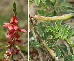 Image result for Indigofera spicata