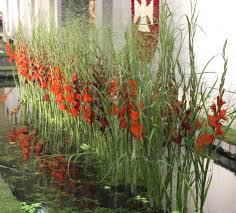 Einige Bilder Von Der Internationalen Gartenbaumesse In Tulln Tulln Gladiolen Bloemstukken