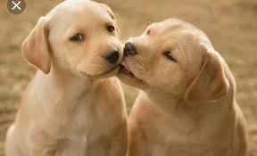 Find out what pet insurance is, how much it costs, and what's covered to decide whether you can save money with a policy. Pin By Alia S Life On Animals Dog Infographic Dog Insurance Dogs