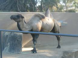 Camels have a large accumulation of fats in their camels are ruminants. Ada Palmer Twitterren Somethingbeautiful To Brighten Your Feed Camel Hump Action Shot The Front Hump Is Limp From Being Used While The Back Hump Is Standing Full Of Water Https T Co Dkx0wx1uia
