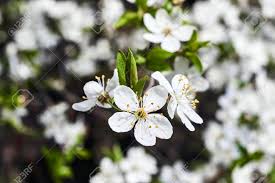 We did not find results for: Small White Flowers On A Tree In The Spring In Poland Stock Photo Picture And Royalty Free Image Image 76270680