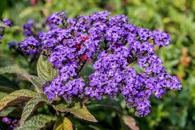 Purple flowers for your spring garden. How To Plant And Grow Heliotropes Gardener S Path