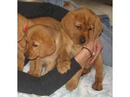 When looking at labrador puppies, there is more to consider than simply choosing the color you like best, or finding the cutest one out of the bunch. Labrador Retriever Puppies For Sale