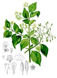 Image result for Pisonia aculeata