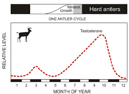 stylized time course of hormonal levels during the antler