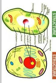 Plants are multicellular organisms with eukaryotic cells. Difference Between Plant And Animals Cells In Marathi Brainly In