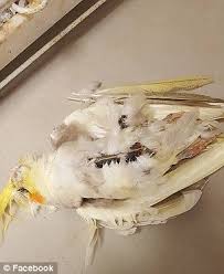 Profile for Beware of Marias Birds