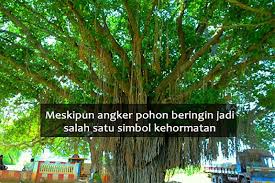 Pohon beringin juga berakar tunjang, yaitu sebuah akar tunggal panjang yang tumbuh di dalam bawah tanah, artinya kesatuan dan persatuan bangsa indonesia. 5 Mitos Yang Melekat Pada Pohon Beringin Ini Bikin Kamu Merinding Saat Melewatinya Yukepo Com