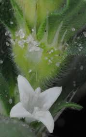 Image result for Spermacoce senensis