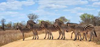 Safaris in south africa are famous for sightings of the big five: Kruger Nationalpark Safari Big 5 Tipps Enchanting Travels