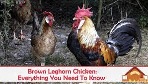 This drawing of a brown leghorn shows the beauty of the rooster. Brown Leghorn Egg Laying Broodiness And Temperament The Happy Chicken Coop