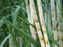 Introduction To Growing Sugarcane