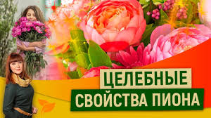 как приготовить настойку из цветков пиона в домашних условиях Celebnye Svojstva Piona Youtube