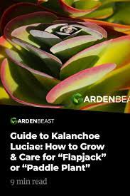 Kalanchoe Luciae How To Grow Care For Flapjack Or Paddle Plant Paddle Plant Plants Succulent Care