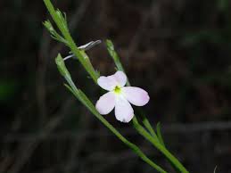 Image result for Micrargeriella aphylla