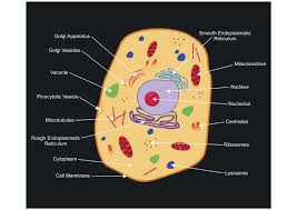 The animal cell is made up of several structural organelles enclosed in the plasma membrane, that enable it to function properly, eliciting mechanisms that benefit the host (animal). A Labeled Diagram Of The Animal Cell And Its Organelles Cell Diagram Animal Cell Animal Cell Diagram
