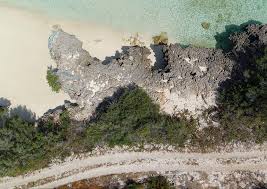 Image result for Sclerodactylon macrostachyum