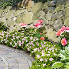 Bloombux Pink Im Ca 17 Cm Topf Online Kaufen Bei Gartner Potschke Bloombux Pflanzen Baume Pflanzen