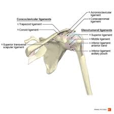 It is one of the most mobile joints in the human body, at the cost of joint stability. Shoulder Physiopedia