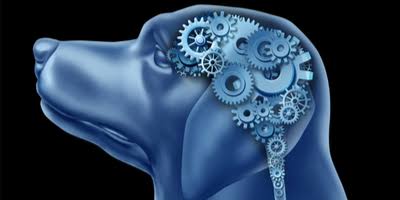 Animal Psychologists: What They Do and Degree Programs