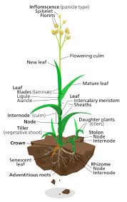 Image result for Styppeiochloa