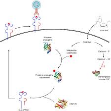 L'hypersensibilité, un état psychologique dans lequel l'individu exprime une sensibilité plus forte que les autres. Genotype Hla B 5701 Et Hypersensibilite A L Abacavir Sciencedirect