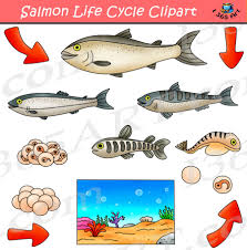 Salmon Life Cycle Clipart Bundle Clipart 4 School Life Cycles Clip Art Cycle