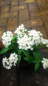 Bunga kredit, yaitu bunga yang diberikan oleh nasabah kepada bank atas pinjaman uang dari nasabah kepada pihak bank. Terbaik Dari Tanaman Hias Bunga Pentas Bunga Hias