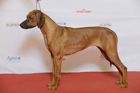 Image result for rhodéský ridgeback