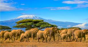 • my trip to nairobi, kenya.• i love making videos, they allow you to always remember amazing experiences , hope you enjoy.• instagram: Viaje Para O Quenia Dicas De Viagem Por Cvc Viagens