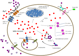 Blood pigment ,hence it is in very very small quantity along with other. Human Iron Metabolism Wikipedia