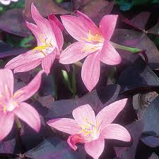 We have pink rain lilies (zephyranthes carinata) in the garden. Pink Rain Lily Finegardening