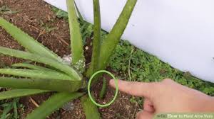 Home/plant diseases/stretched aloe vera and pups. Steps Involved In Aloe Vera Propagation