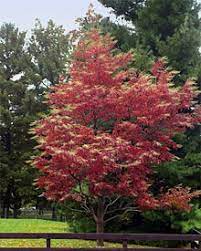 Maybe you would like to learn more about one of these? Sourwood Augusta Ga Official Website