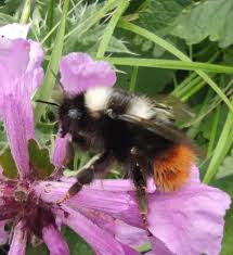 Image result for Bombus wurflenii