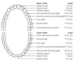 We did not find results for: Eruption Patterns Pediatric Dental Blog