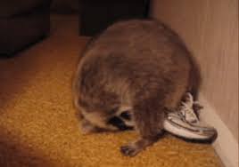 Funny how she runs off with hands full at the end. Raccoon Gifs Page 5 Wifflegif