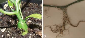 Image result for Eureiandra sp. A