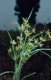 Image result for Cyperus amabilis
